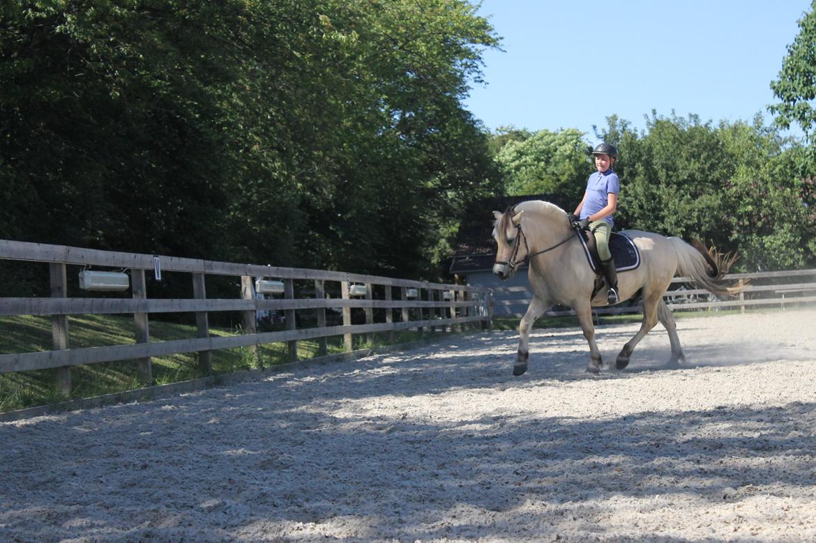 Fjordhest Højgaards Findus (Finne) - Dressage l Juni 2014 l Claudia billede 34