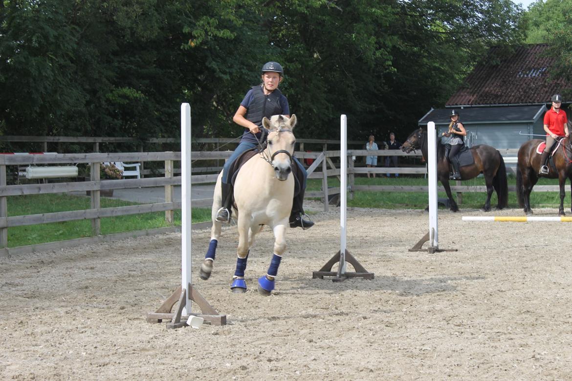 Fjordhest Højgaards Findus (Finne) - Ponygames for første gang! Er der noget han ikke kan? <3 l August 2014 l Claudia billede 35