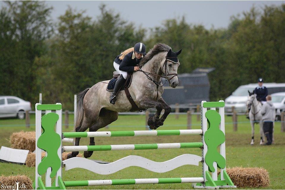 Hollandsk Varmblod Baron billede 15