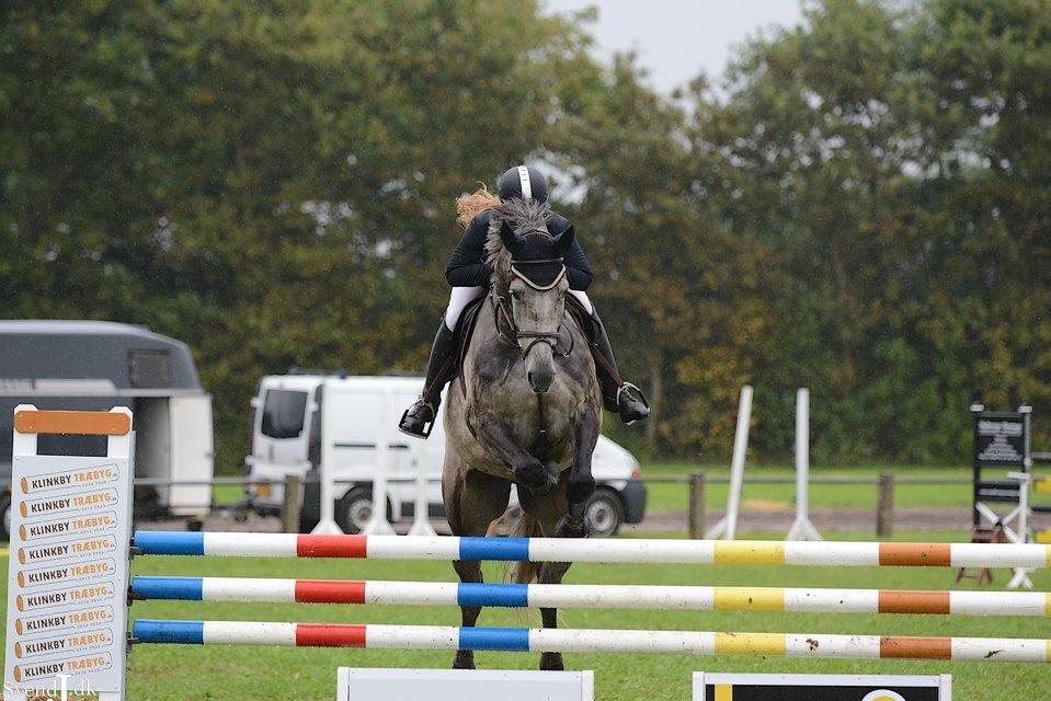 Hollandsk Varmblod Baron billede 16