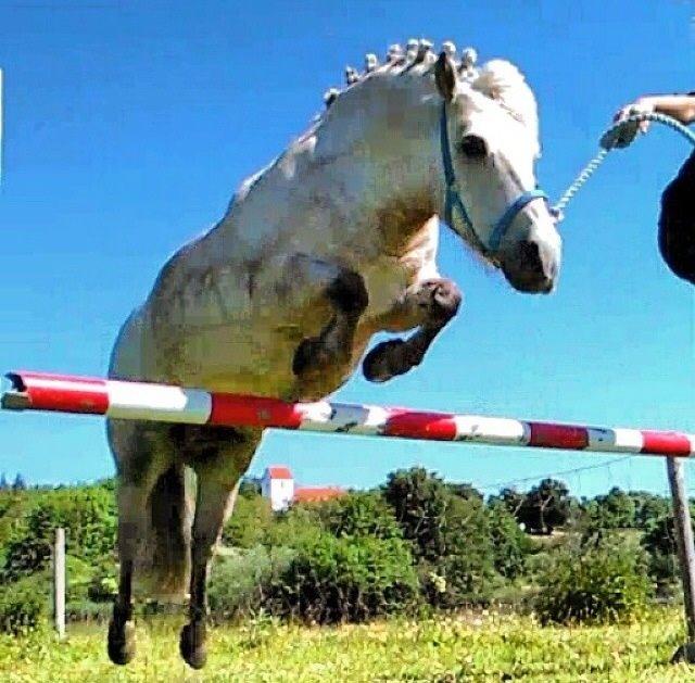 Anden særlig race Silas billede 16