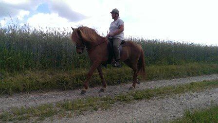 Islænder Hvöt fra Viderup - August 2014 billede 11