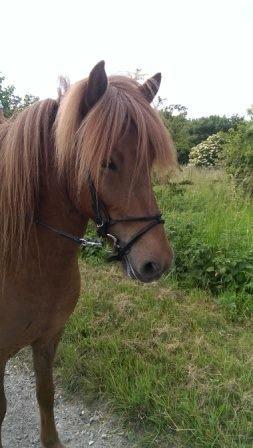 Islænder Hvöt fra Viderup - August 14 billede 12