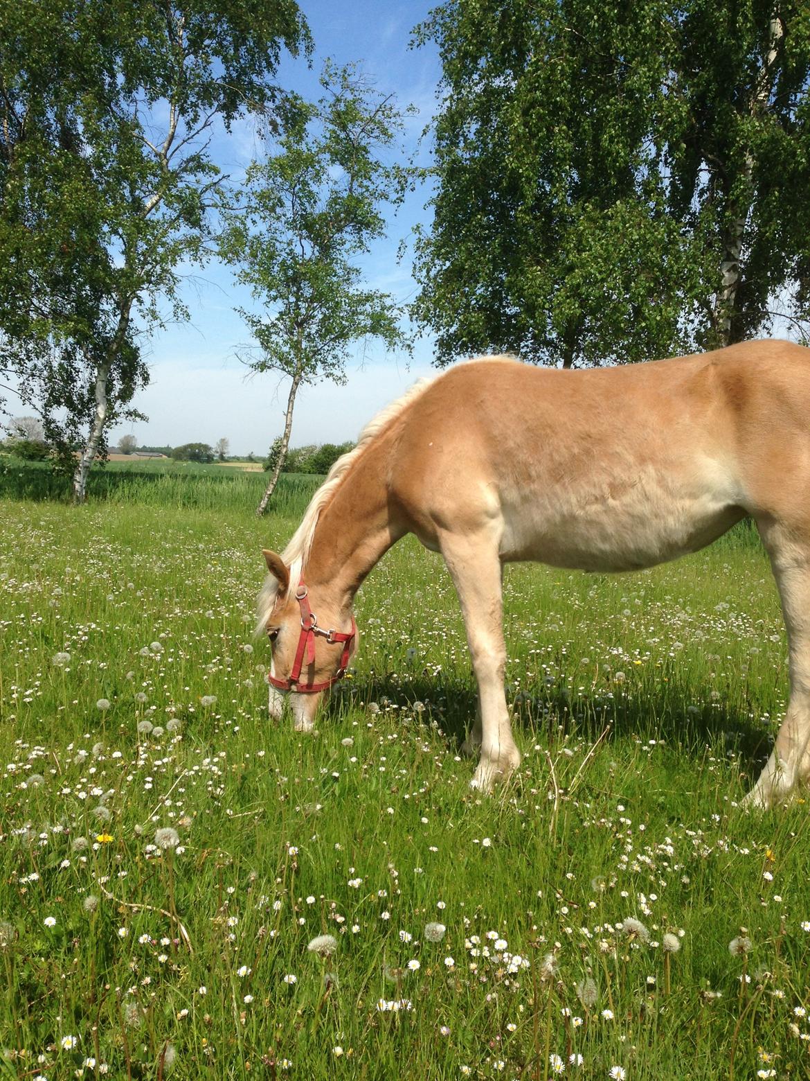 Haflinger Hannah af Holbækhuse billede 3