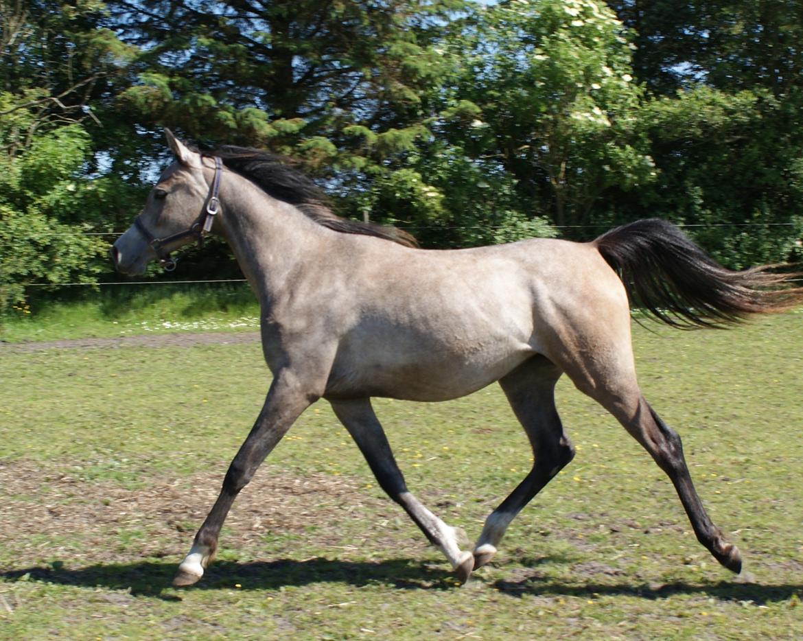 Arabisk fuldblod (OX) Aliyah Bint De Marc AL billede 2
