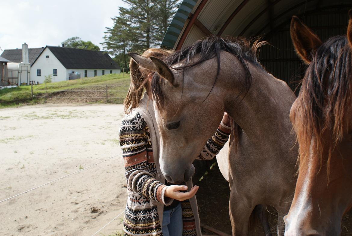 Arabisk fuldblod (OX) Aliyah Bint De Marc AL billede 3