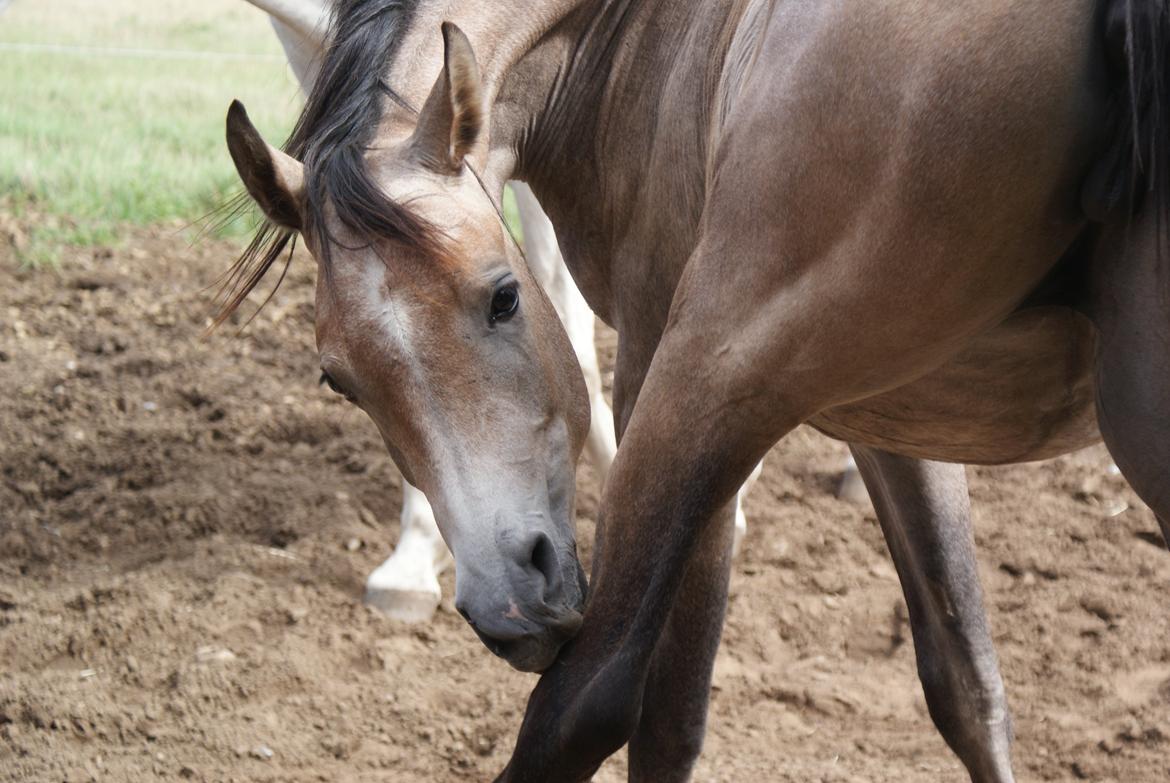 Arabisk fuldblod (OX) Aliyah Bint De Marc AL billede 5