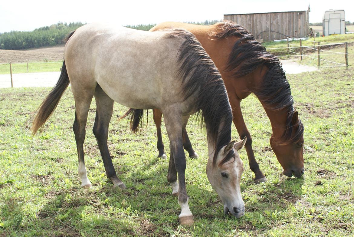 Arabisk fuldblod (OX) Aliyah Bint De Marc AL billede 6