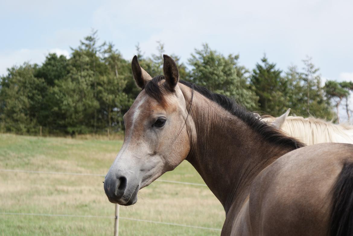 Arabisk fuldblod (OX) Aliyah Bint De Marc AL billede 4
