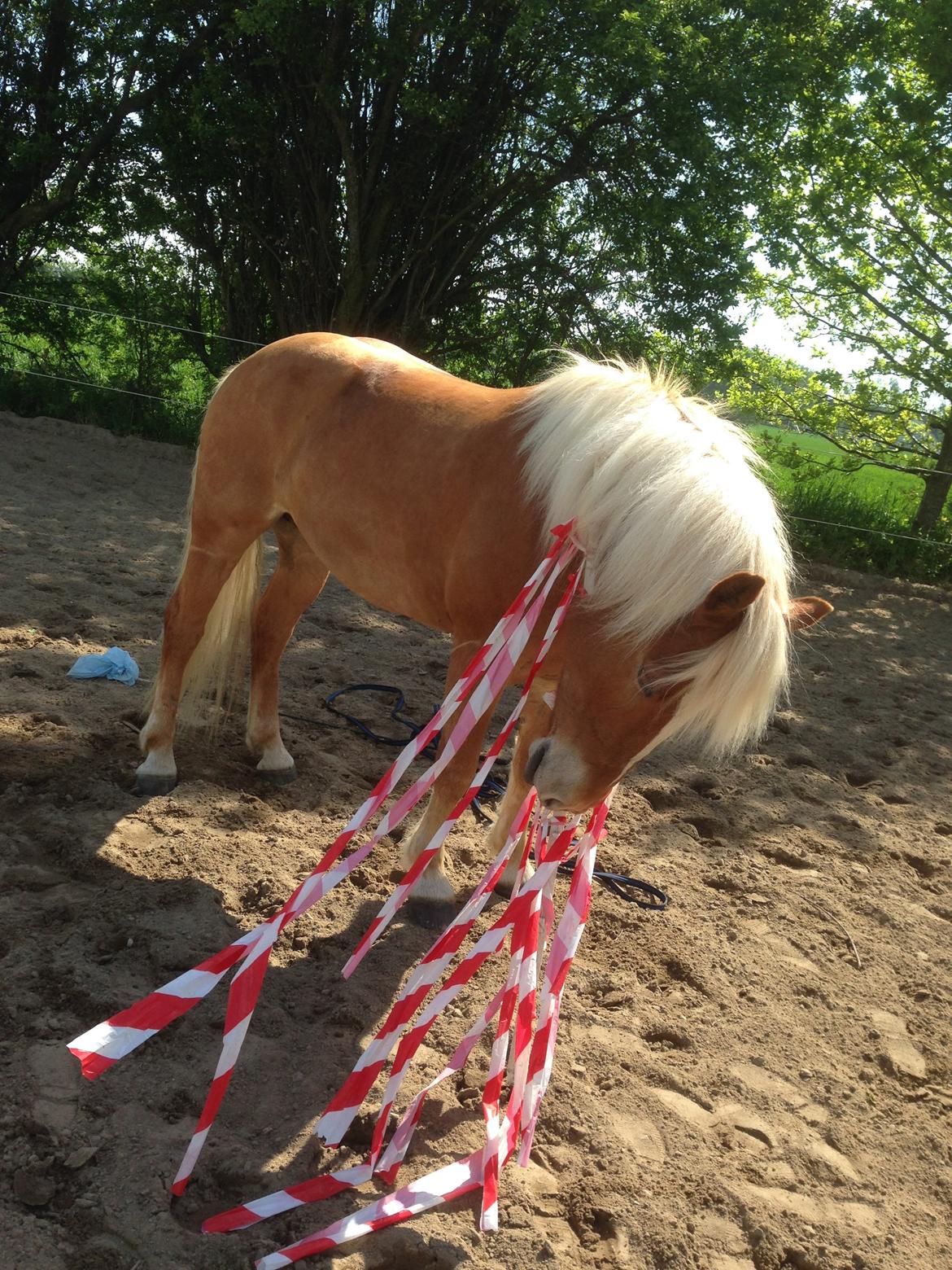 Haflinger Albert Hestvang billede 1