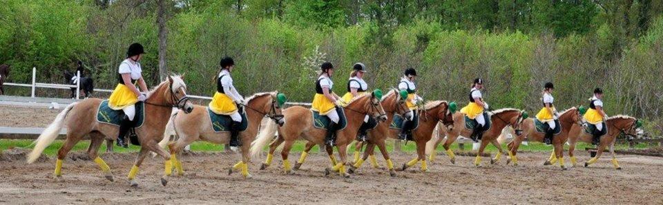 Haflinger Albert Hestvang billede 9