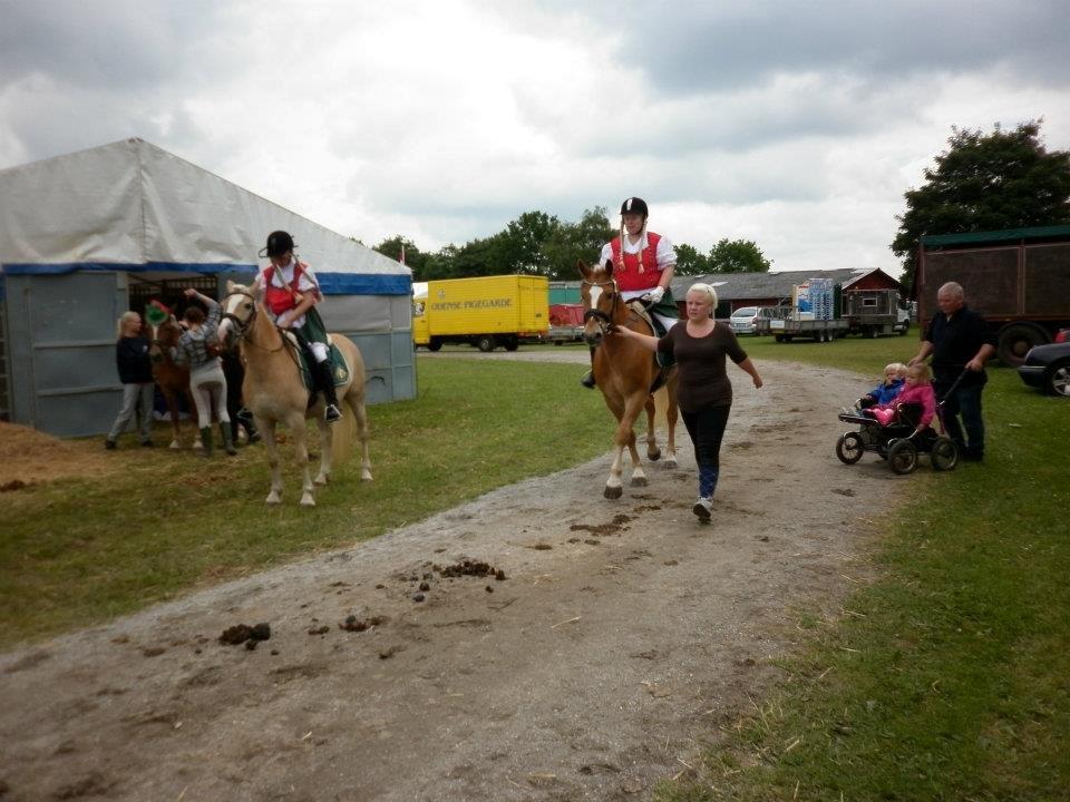 Haflinger Albert Hestvang billede 10
