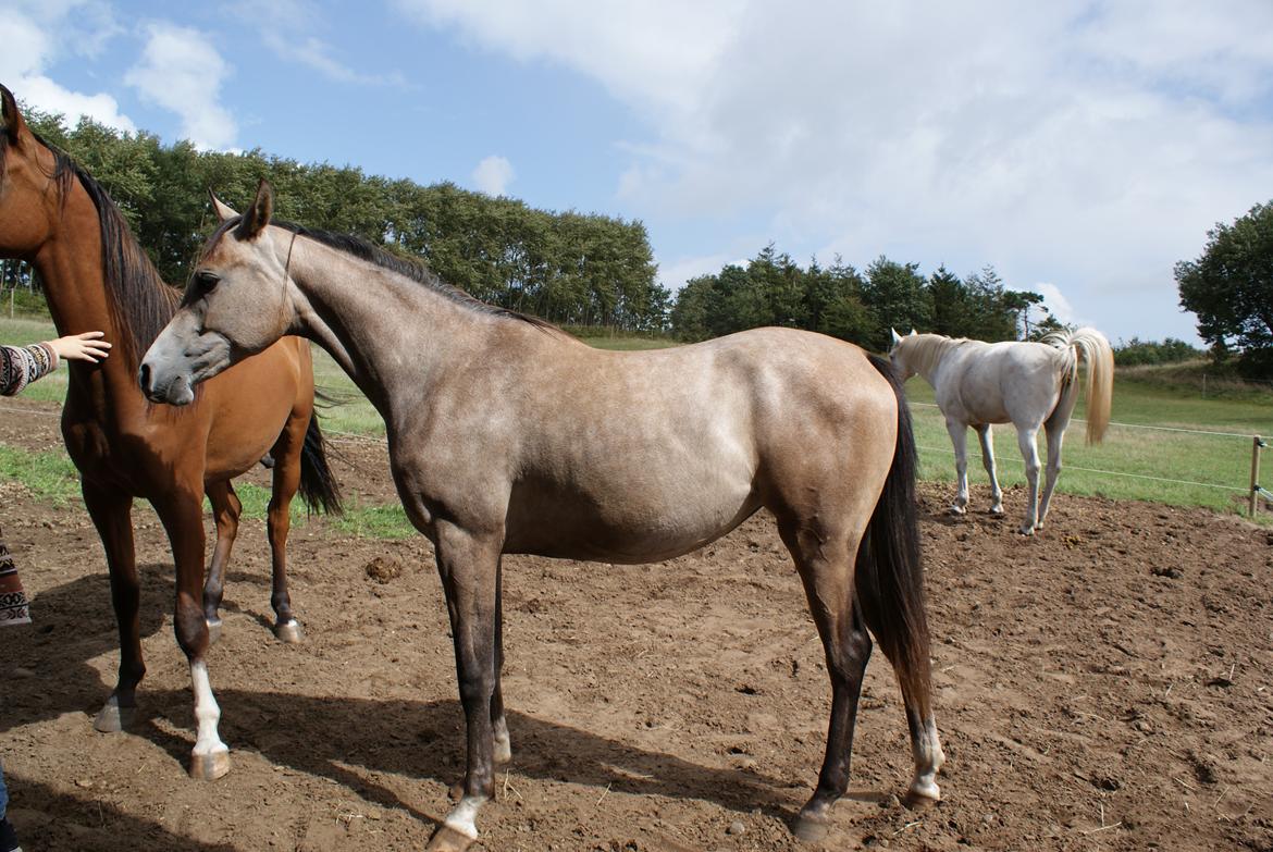 Arabisk fuldblod (OX) Aliyah Bint De Marc AL billede 7