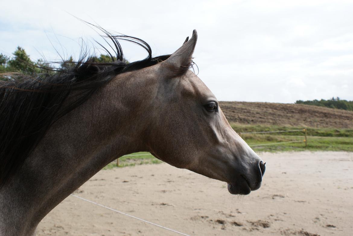 Arabisk fuldblod (OX) Aliyah Bint De Marc AL billede 8
