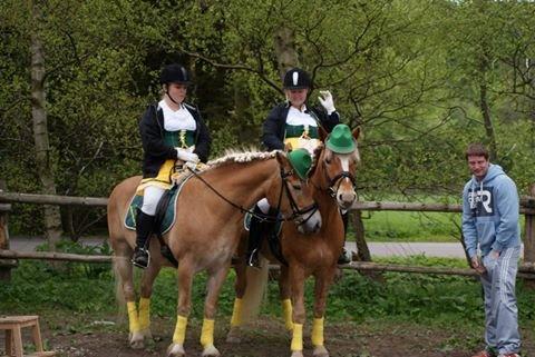 Haflinger Albert Hestvang billede 11