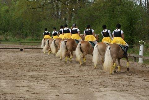 Haflinger Albert Hestvang billede 13