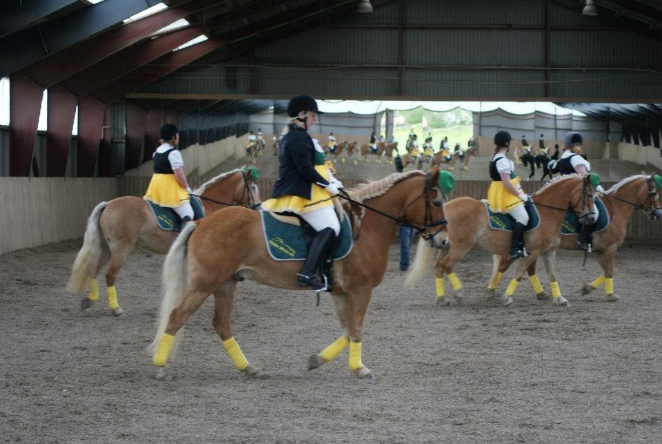 Haflinger Albert Hestvang billede 12