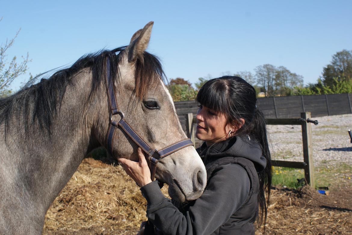 Arabisk fuldblod (OX) Aliyah Bint De Marc AL billede 9