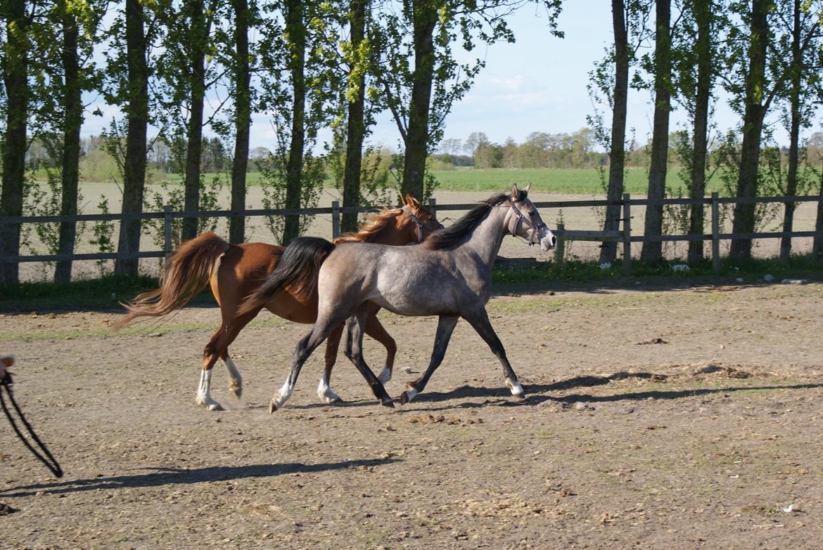 Arabisk fuldblod (OX) Aliyah Bint De Marc AL billede 10