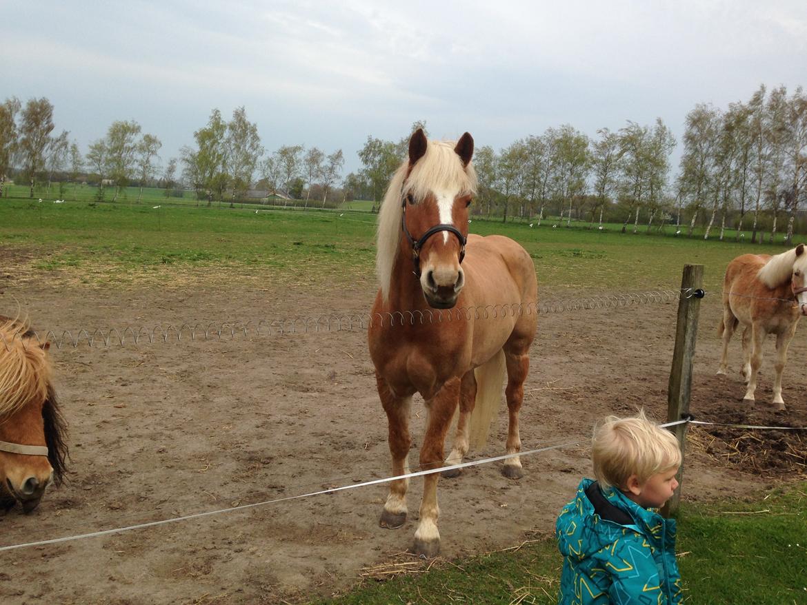 Haflinger Albert Hestvang billede 14