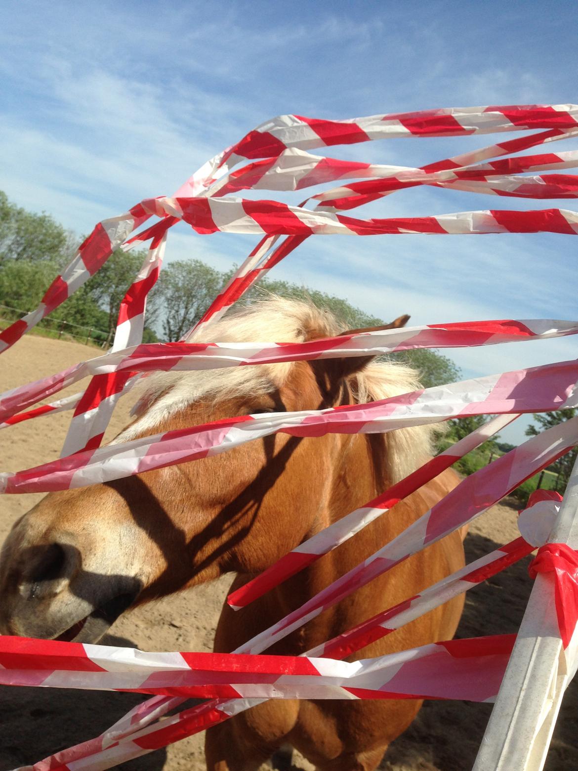 Haflinger Albert Hestvang billede 16