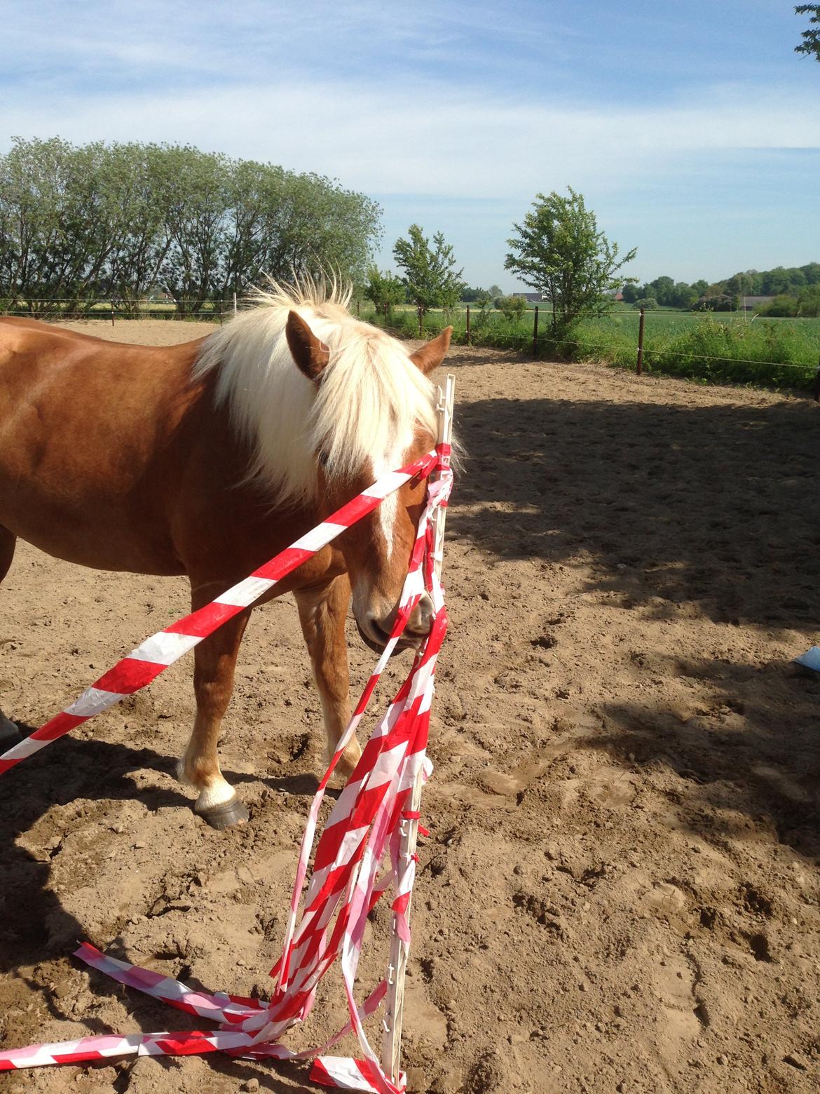 Haflinger Albert Hestvang billede 15