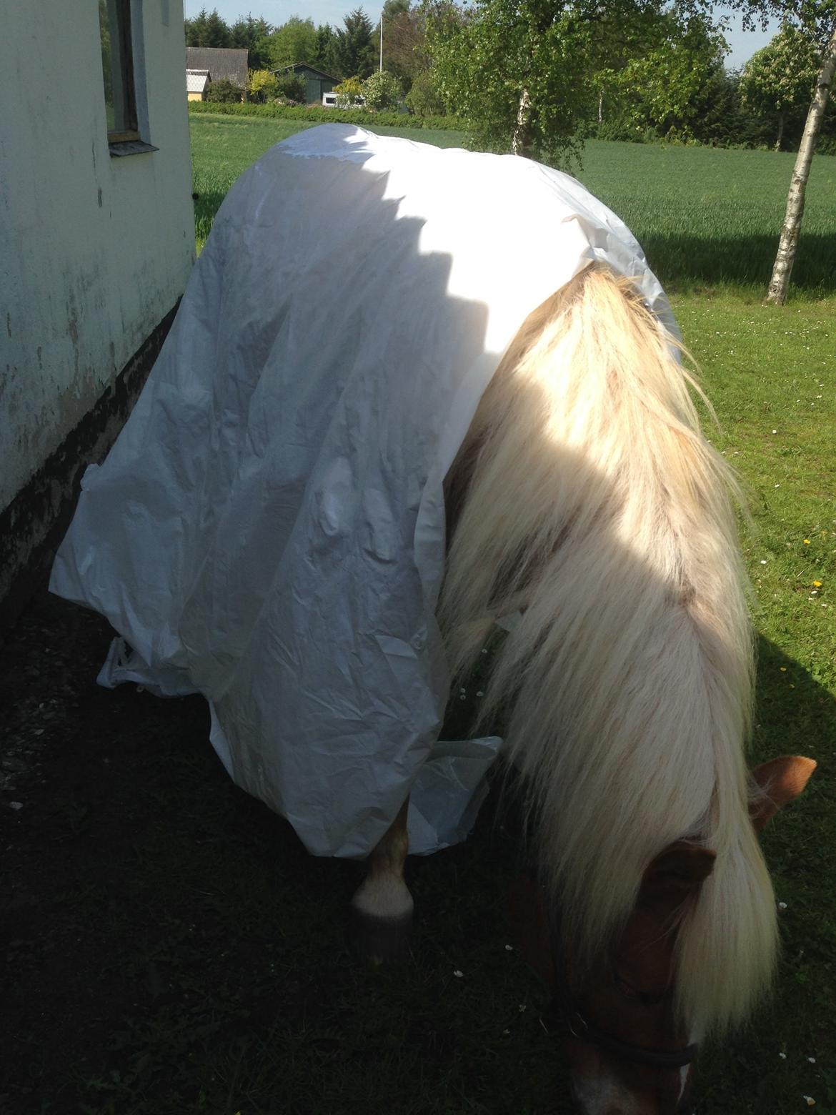 Haflinger Albert Hestvang billede 17