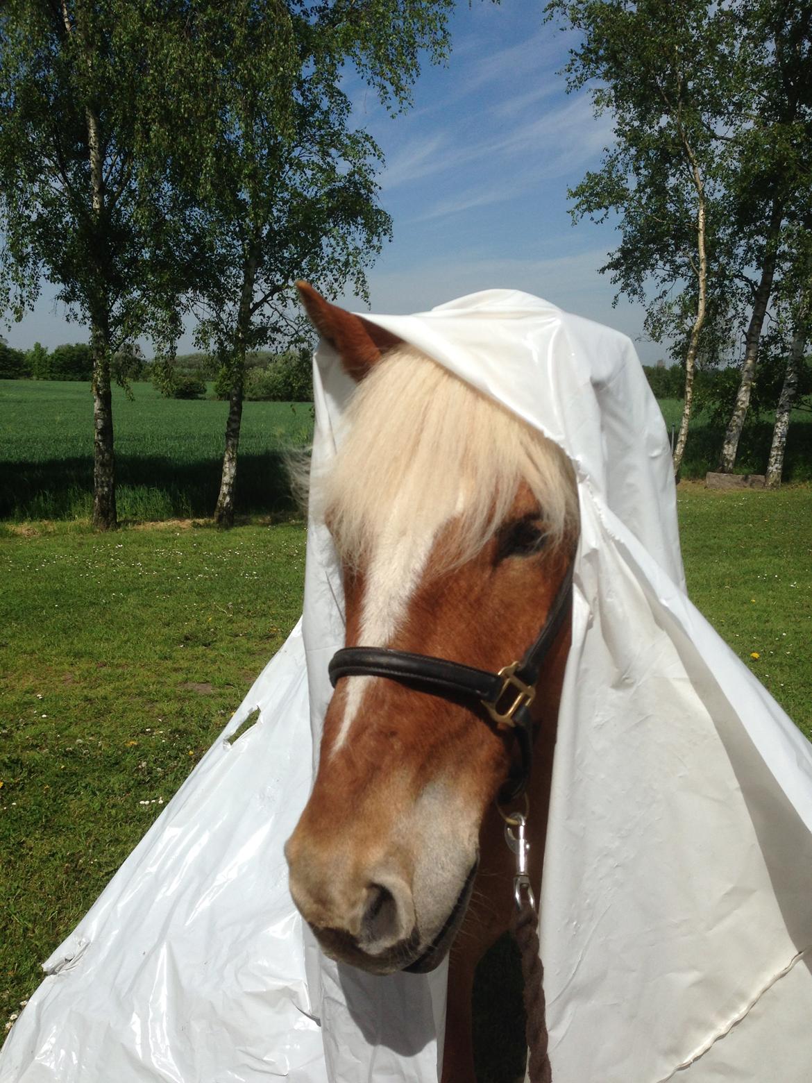 Haflinger Albert Hestvang billede 2