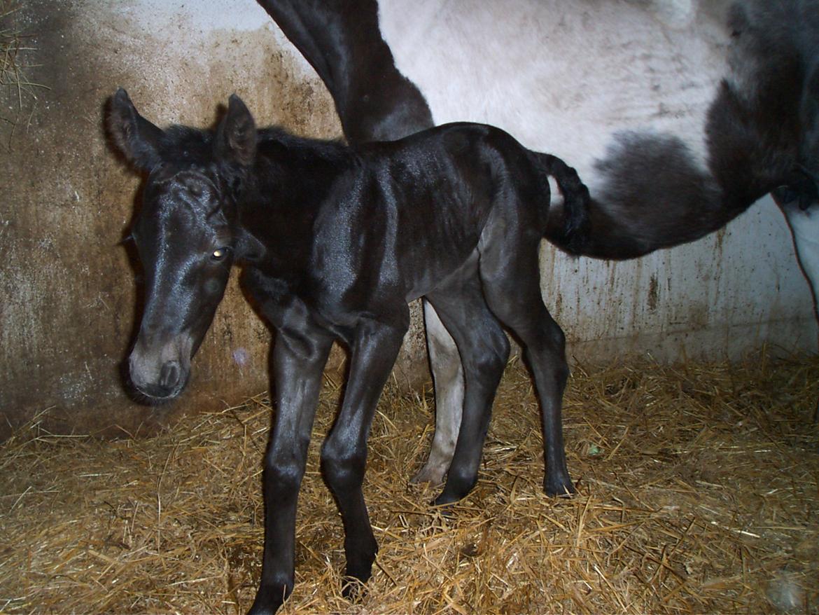 Anden særlig race Blacki lambæk billede 3