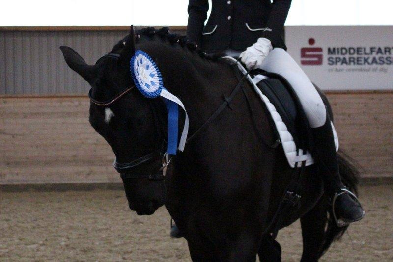 Dansk Varmblod Tekno - Tekno og jeg fik en anden plads til klubmesterskabet for hest i dressur, 2014 <3 billede 5