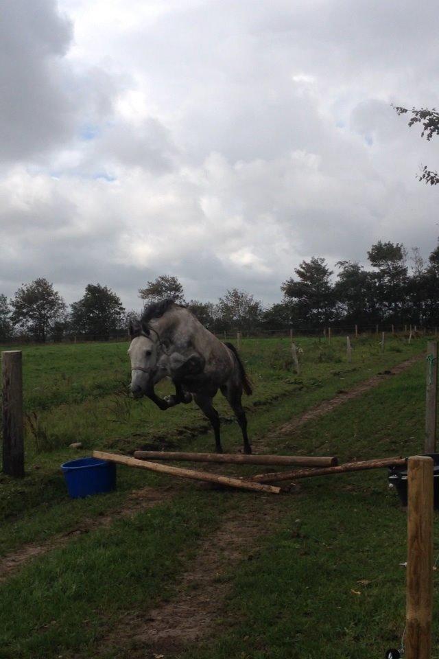 Holstener Camelot org. pap. mgl. - Sommer 14 billede 13