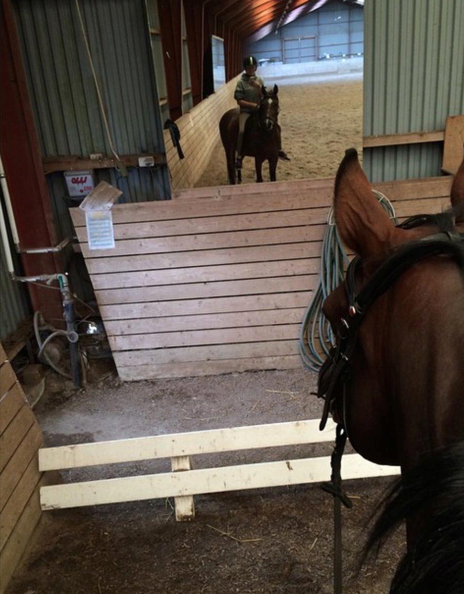 Tysk Sportspony Chantree - Første ridt efter sygdom. <3 billede 15