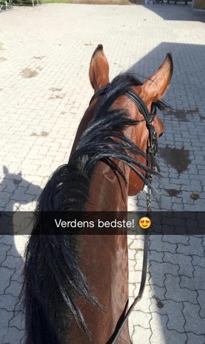 Tysk Sportspony Chantree - Verdens bedste. <3 billede 17