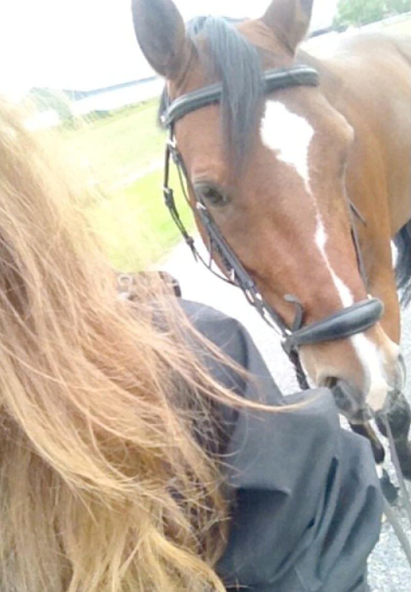 Tysk Sportspony Chantree - Intet bedre end den her lillefis når man er hjemme fra efterskolen. <3 billede 13
