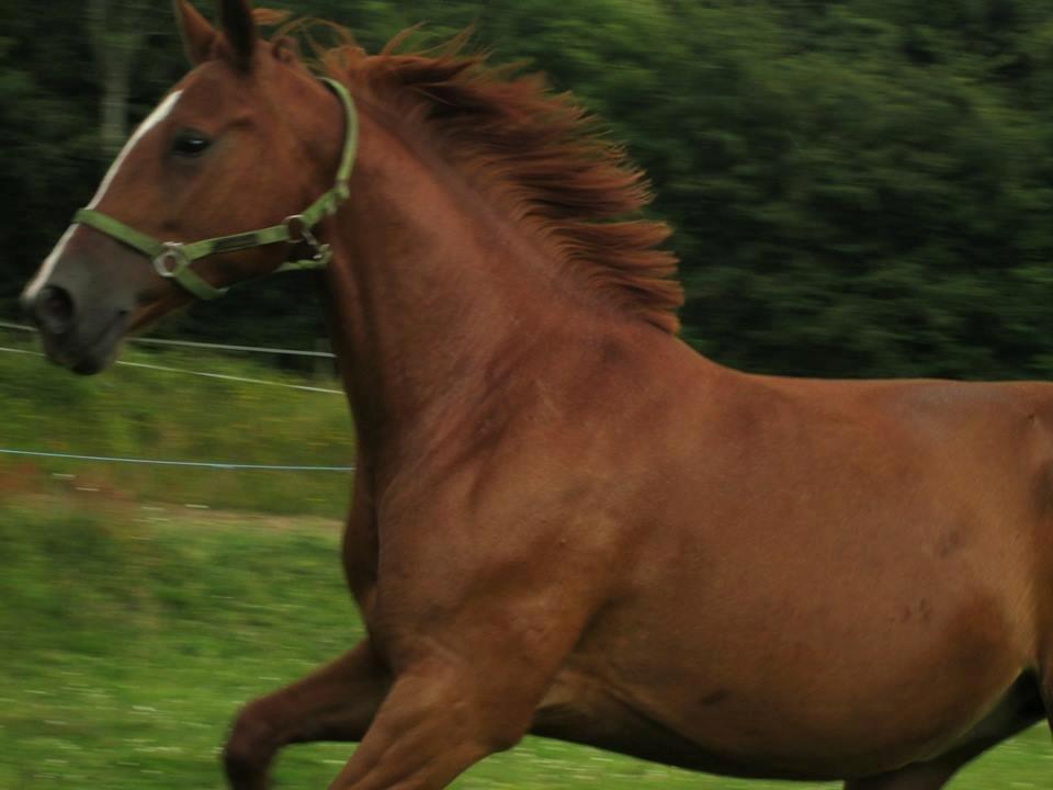 Anden særlig race Fontain Madonna (Fonny) - Tak fordi I så med. :) billede 19