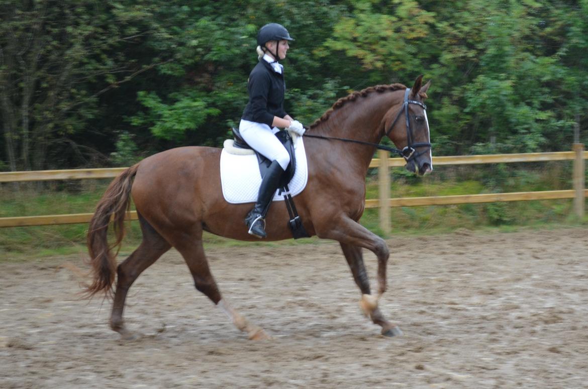 Frederiksborg Vestergårds Meleisa - Kåring og Championat i Brande 2014, LB3 del 1 & 2 Samlet 2. plads billede 6