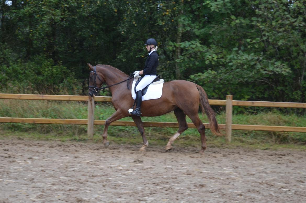 Frederiksborg Vestergårds Meleisa - Kåring og Championat i Brande 2014, LB3 del 1 & 2 Samlet 2. plads billede 5