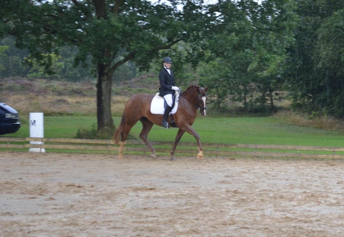 Frederiksborg Vestergårds Meleisa - Kåring og Championat i Brande 2014, LB3 del 1 & 2 Samlet 2. plads billede 4