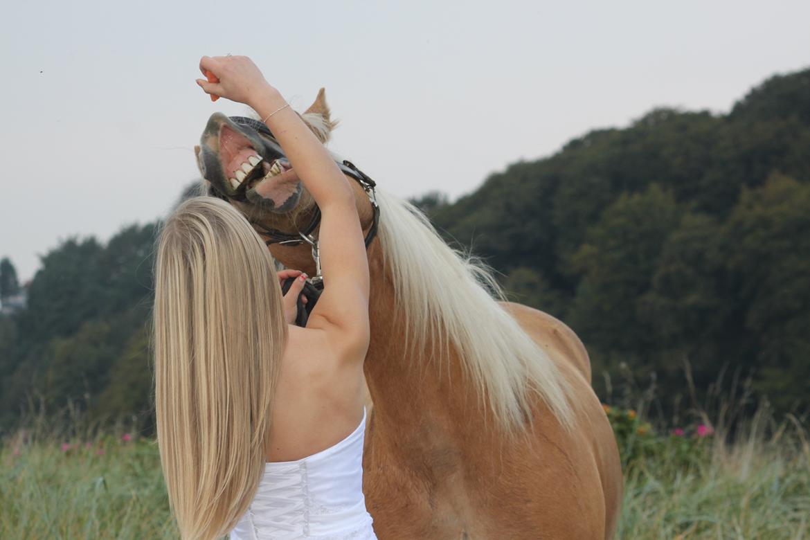 Haflinger Romeo - nyt billed billede 5