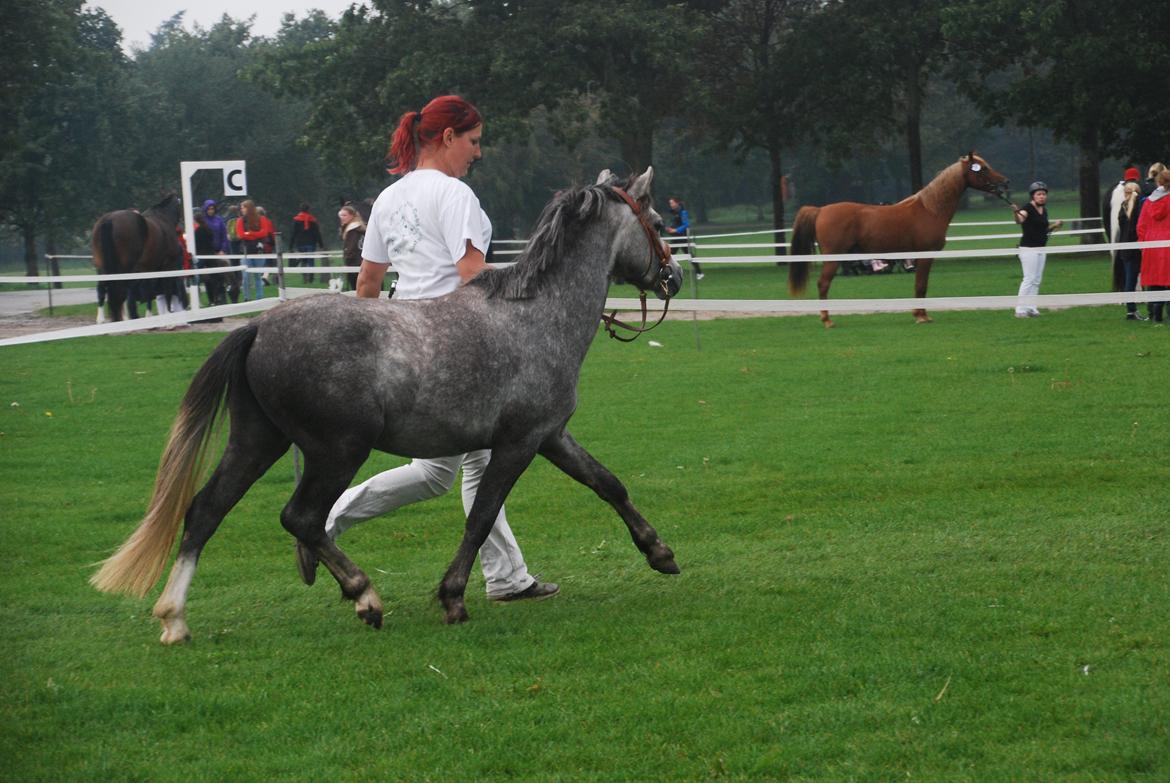 Welsh Mountain (sec A) Pirano - store hestedag 2014 billede 4