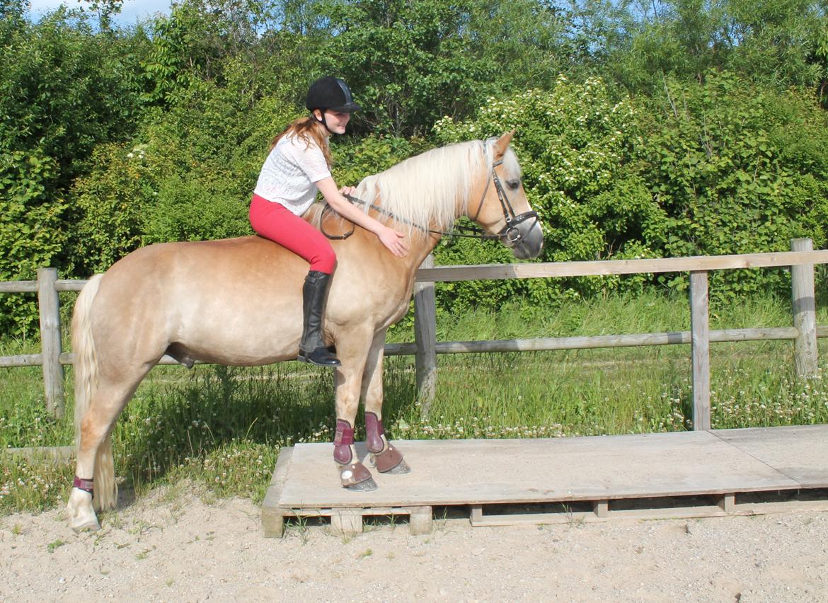 Haflinger Bailey (ejes af HDR) billede 8