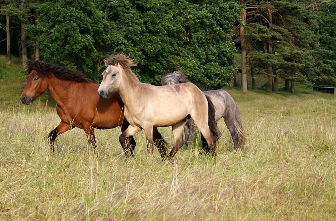 Islænder Gimli fra Lysenge - 2014 billede 17