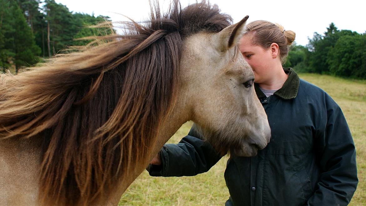 Islænder Gimli fra Lysenge - 2014 billede 18