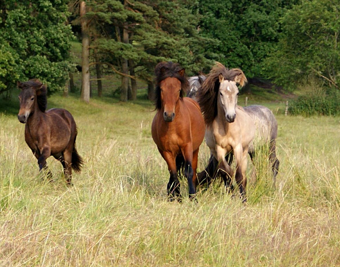 Islænder Gimli fra Lysenge - 2014 billede 19