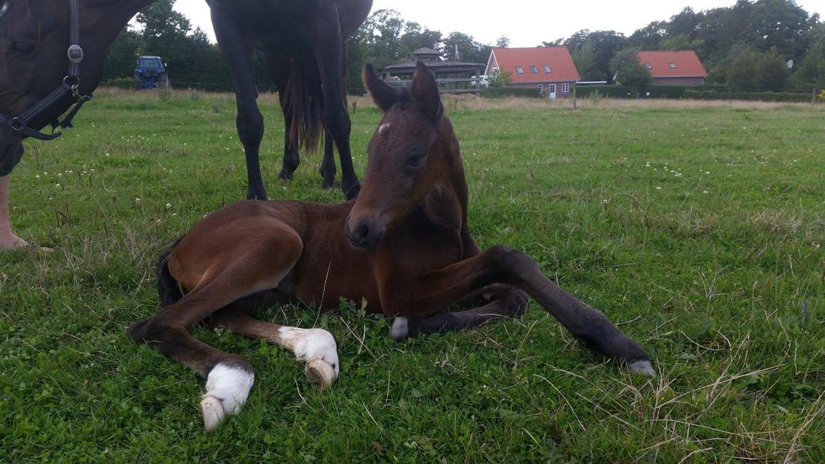 Anden særlig race Magique-Miracle billede 2