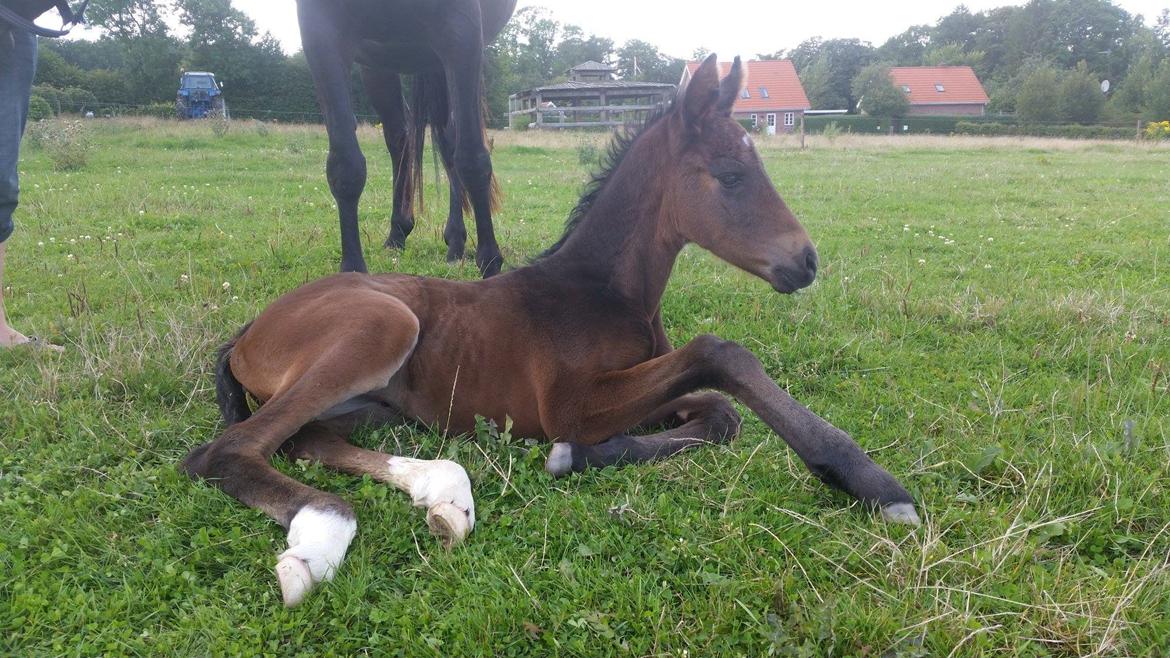 Anden særlig race Magique-Miracle billede 1