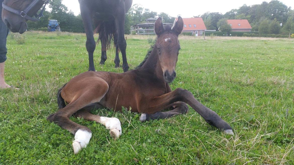 Anden særlig race Magique-Miracle billede 3