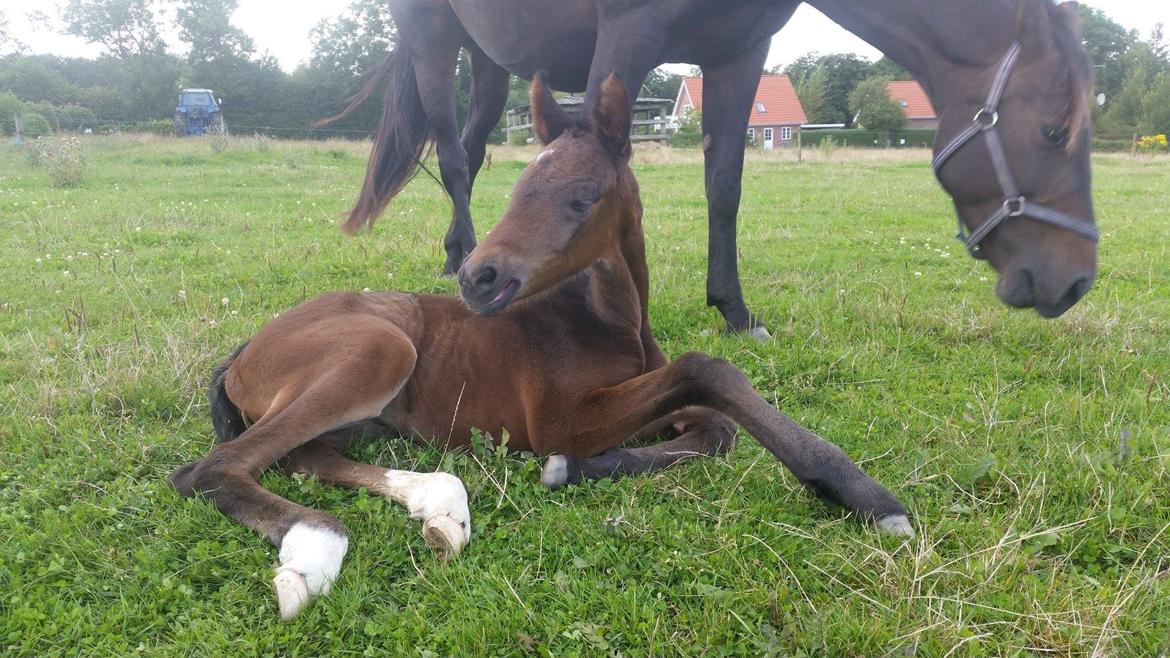 Anden særlig race Magique-Miracle billede 4