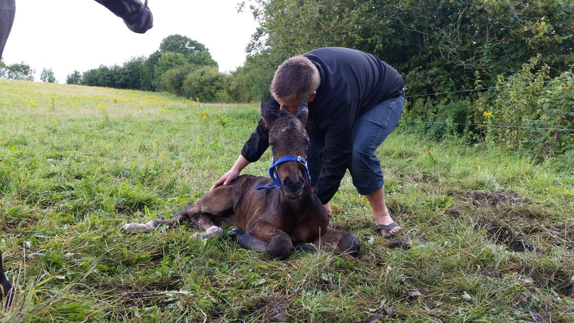 Anden særlig race Magique-Miracle billede 5