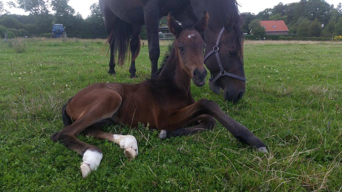 Anden særlig race Magique-Miracle billede 6